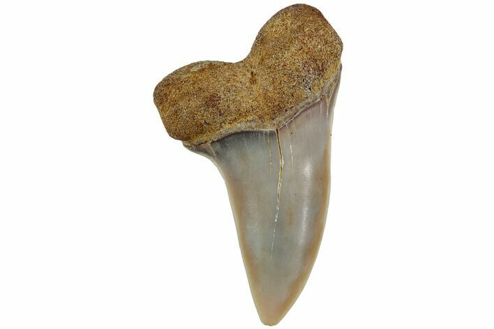 Fossil Shark Tooth (Carcharodon planus) - Bakersfield, CA #228930